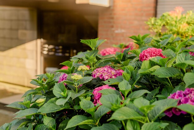 Photo inflorescences of a pink hydrangea bush