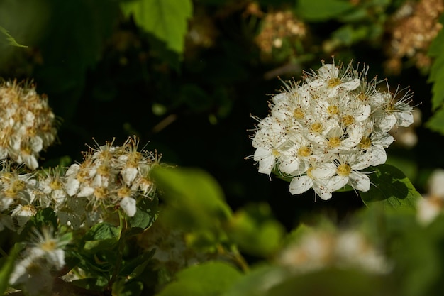 Infiorescenze su un cespuglio di spirea