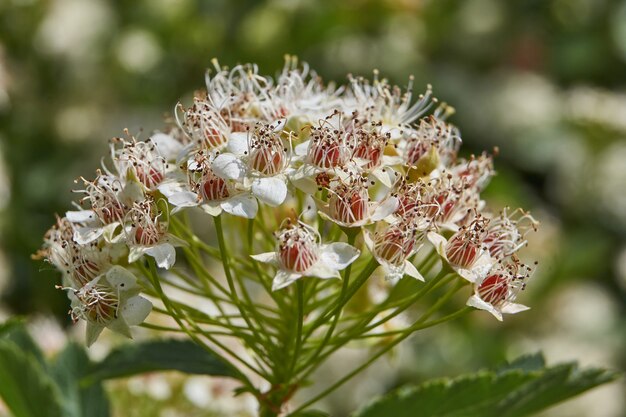 Inflorescences on a spirea bush.