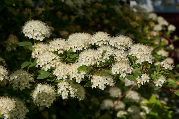 Inflorescences on a spirea bush