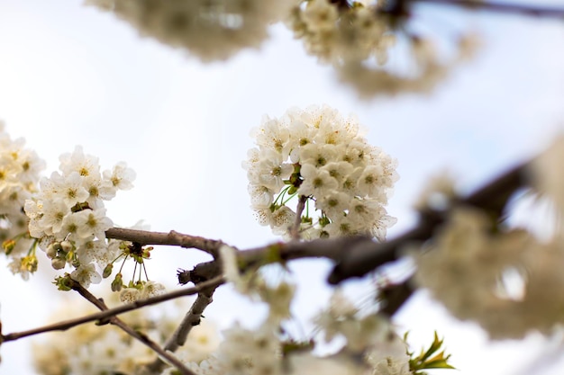 Inflorescences on trees in spring