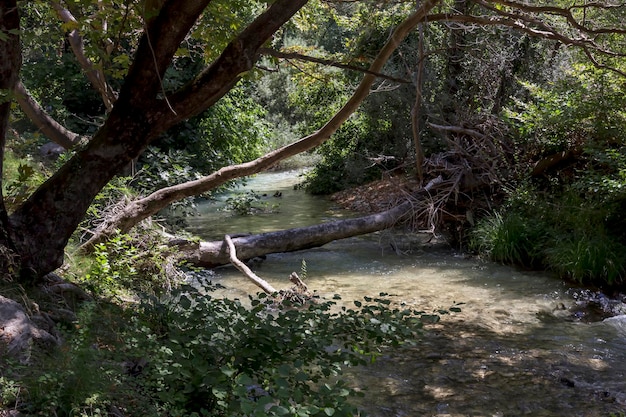 The influx of mountain cold Acheron river which flows in the middle of the forest on a sunny summer day region of Epirus Greece