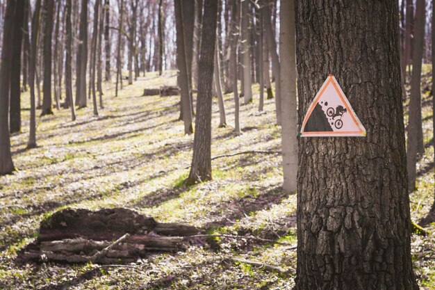 Foto segno informativo sul tronco di un albero nella foresta