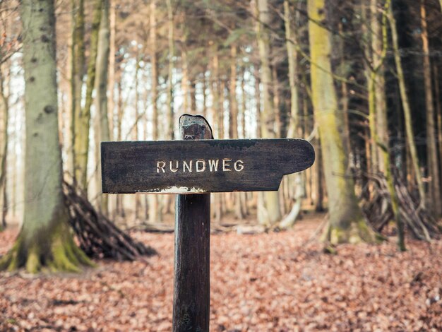 Photo information sign on tree trunk in forest