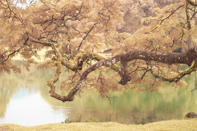 infrared image of the foliage by the lake