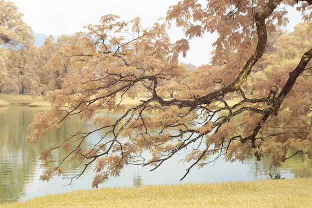 infrared image of the foliage by the lake