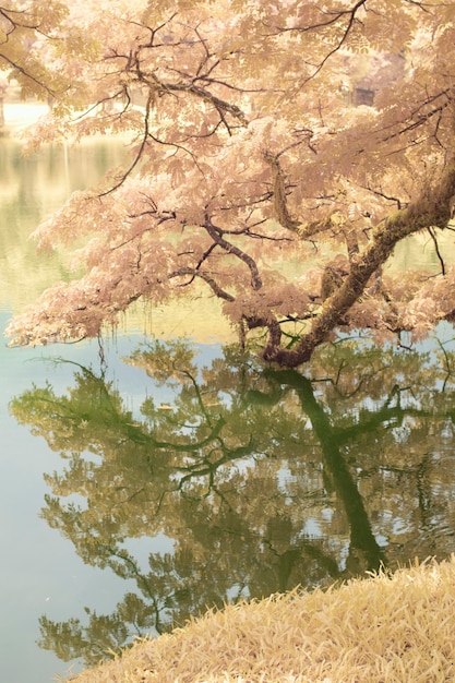 infrared image of the foliage by the lake