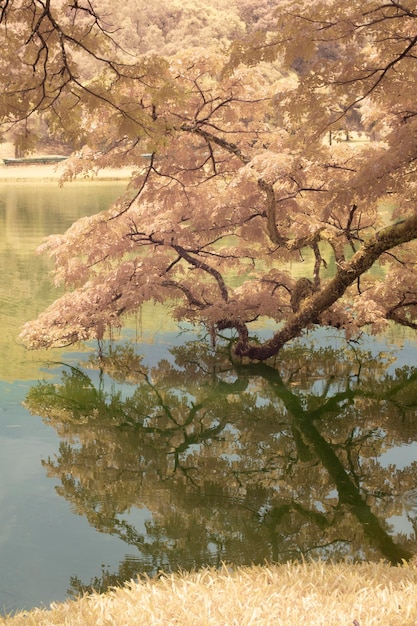 infrared image of the foliage by the lake