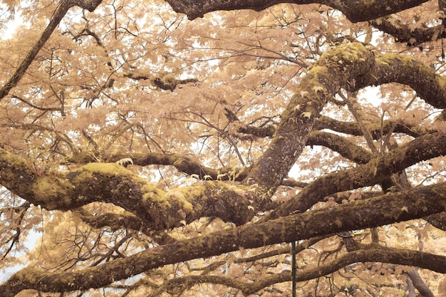 infrared image of the foliage by the lake