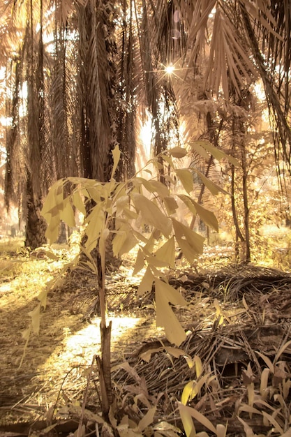 Photo infrared image of wild vegetation and foliage at the oil palm plantation