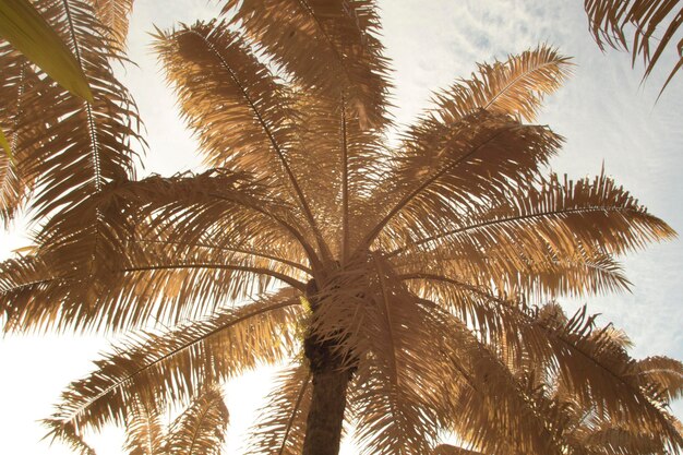 infrared image of wild vegetation and foliage at the oil palm plantation