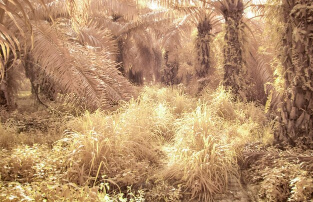 Photo infrared image of wild vegetation and foliage at the oil palm plantation