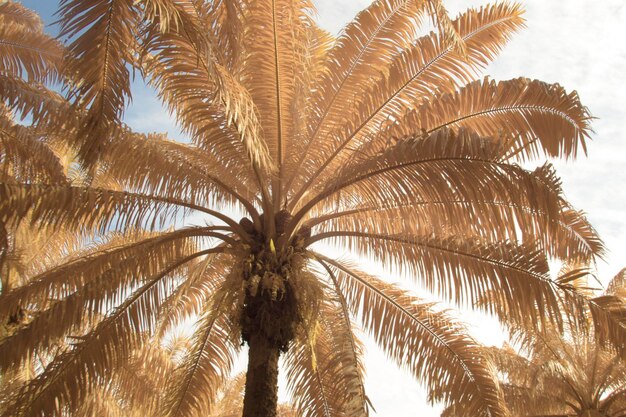 Photo infrared image of wild vegetation and foliage at the oil palm plantation