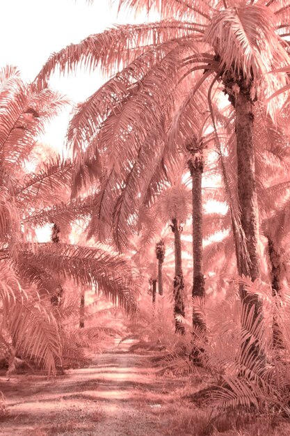 Photo infrared image of wild vegetation and foliage at the oil palm plantation