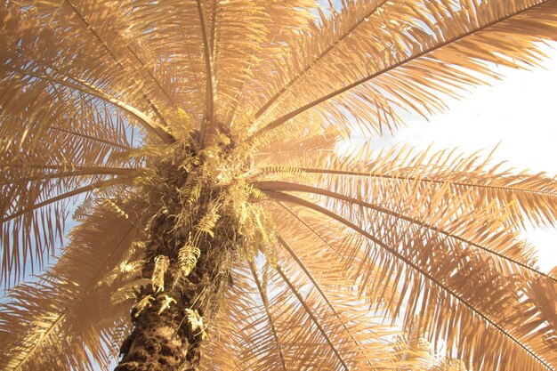 Photo infrared image of wild vegetation and foliage at the oil palm plantation