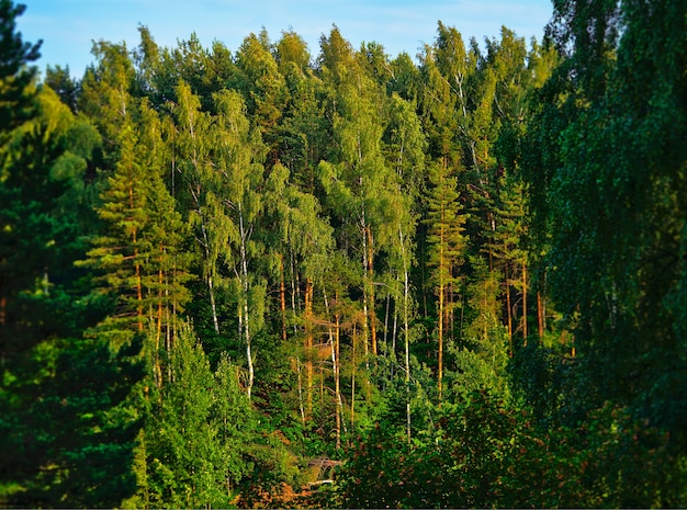 Ingelijste zomer boslandschap achtergrond hd