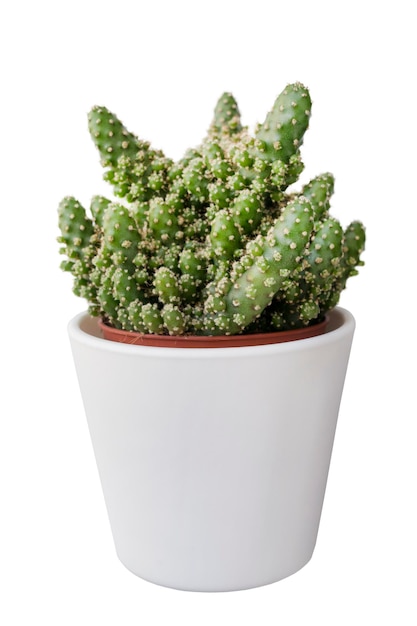 Ingemaakte cactus geïsoleerd