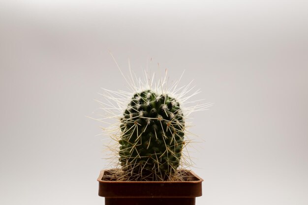 Ingemaakte cactus op witte achtergrond