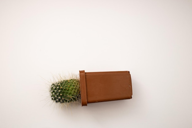 Foto ingemaakte cactus op witte achtergrond