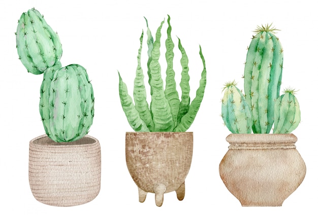 Ingemaakte Cactussen die op de witte achtergrond worden geïsoleerd. Aquarel hand getekende set illustratie.