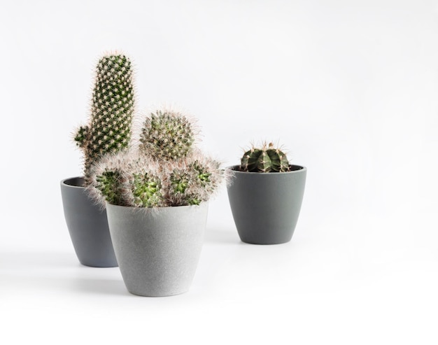 Ingemaakte cactussen geïsoleerd op witte achtergrond