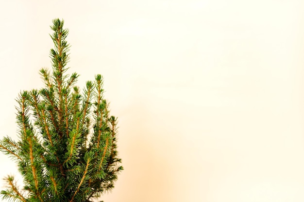 Ingemaakte dennenboom kerstboom zonder versieringen in een grote pot op beige achtergrond