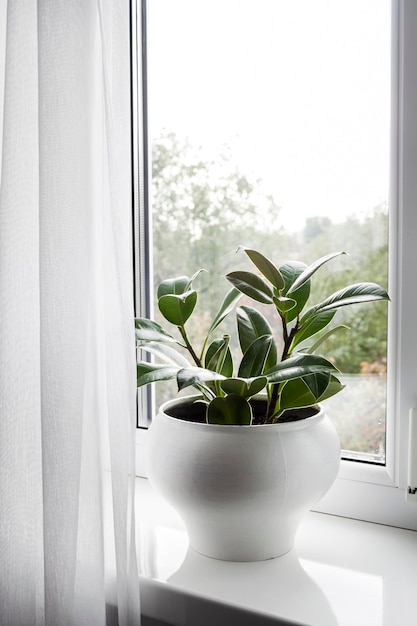 Ingemaakte jonge Ficus elastica plant op de vensterbank in de kamer.