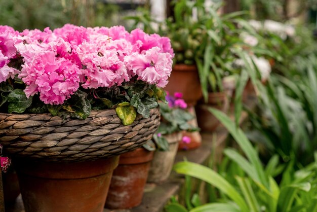 Ingemaakte kamerplant in volle bloei met roze bloemen in rieten bloempot in huis patiotuin