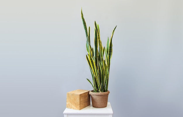 Ingemaakte plant sansevieria op een grijze achtergrond home decor kopie ruimte Kinfolk stijl decoratie