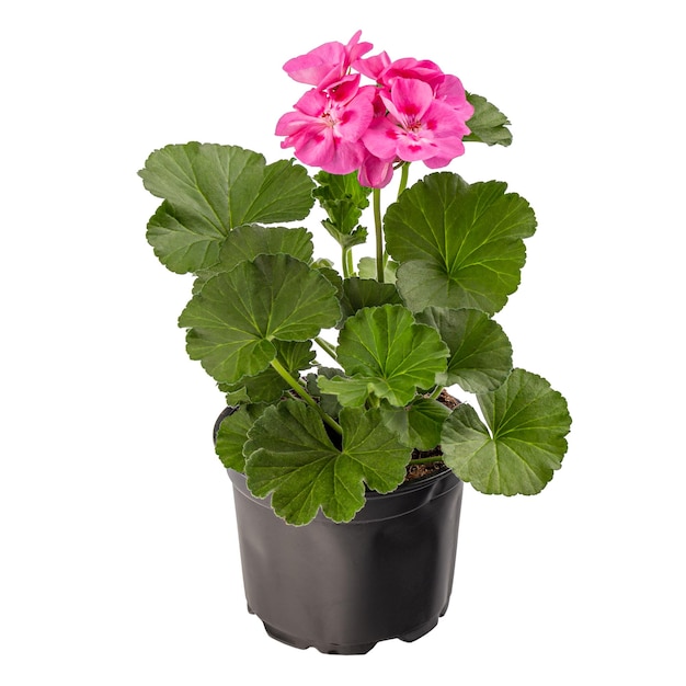 Ingemaakte roze pelargonium