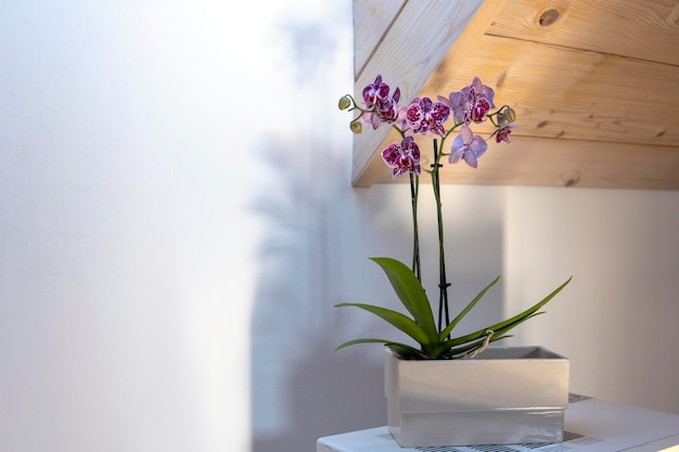 Ingemaakte roze phalaenopsis orchidee in zonlicht op witte achtergrond