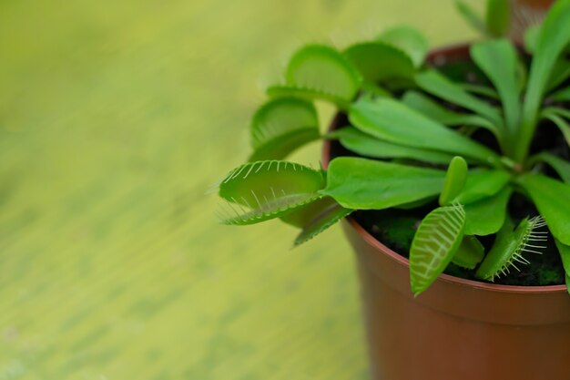 Ingemaakte venus flytrap (Dionaea muscipula) vleesetende plant close-up