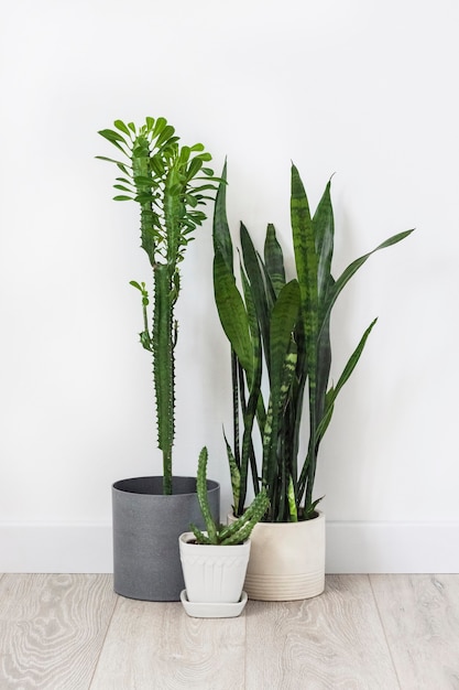 Ingemaakte vetplanten (Euphorbia trigona, Huernia en Sansevieria) die op de vloer op een witte muurachtergrond blijven