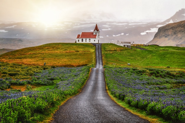 Ingjaldsholl kerk in IJsland en lupine bloemen