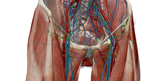 The inguinal lymph nodes are in the groin area and classify as superficial and deep