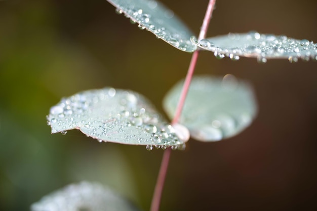 Inheemse kustplanten in Tasmanië, Australië