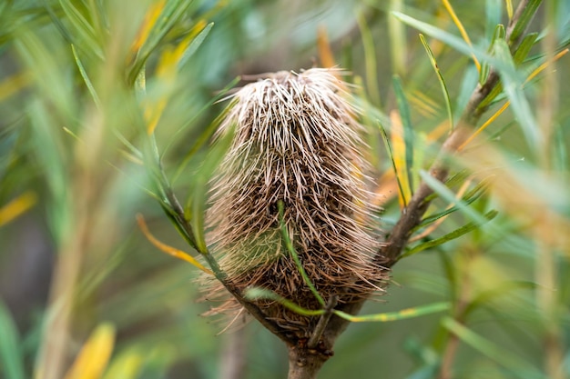 Inheemse planten groeien in de bush in Tasmanië, Australië