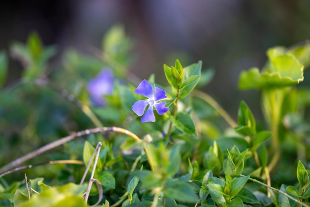 inheemse roze bloem in Australië ina park