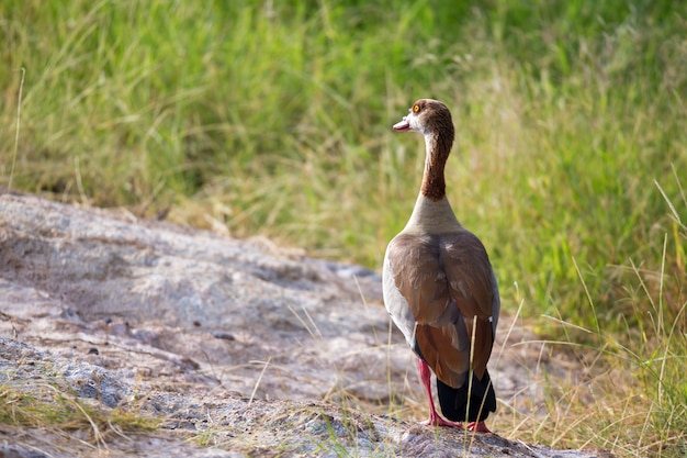 Inheemse zeer kleurrijke vogel in het landschap van Kenia