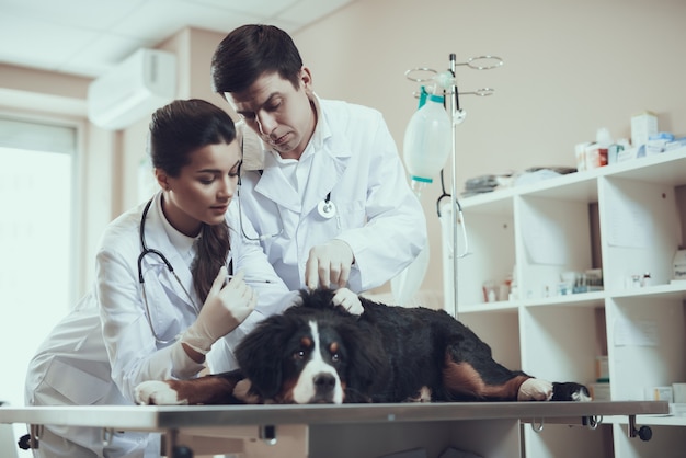 Injection into Dog Withers Treatment Vaccination.