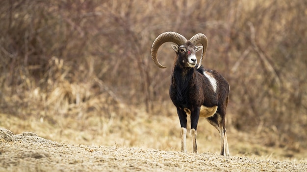Injured mouflon with blood on head in wilderness
