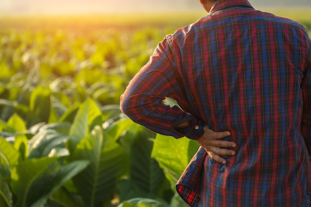 Injuries or Illnesses that can happen to farmers while working Man is using his hand to cover over waist because of hurt pain or feeling ill