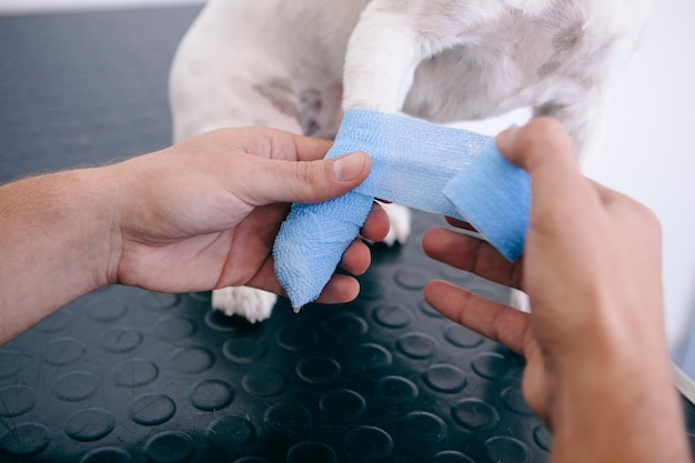 Injury puppy with broken bones on the vet