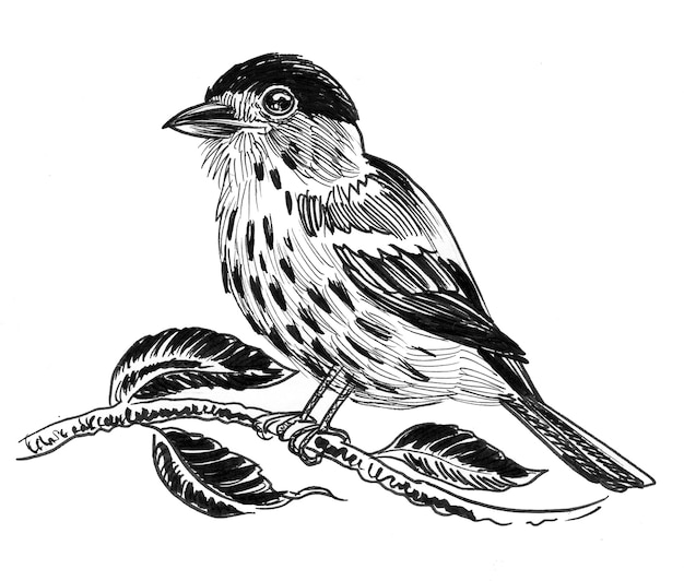 Ink black and white drawing of a bird sitting on a tree branch