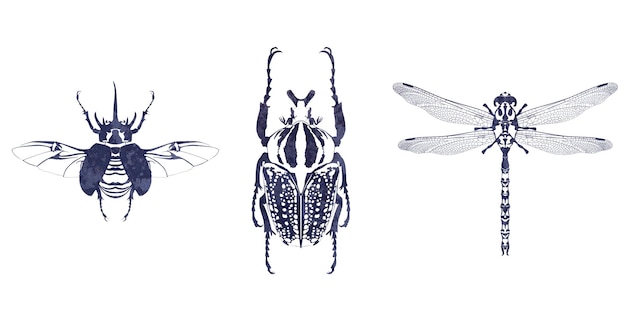 Ink insect drawing on white background