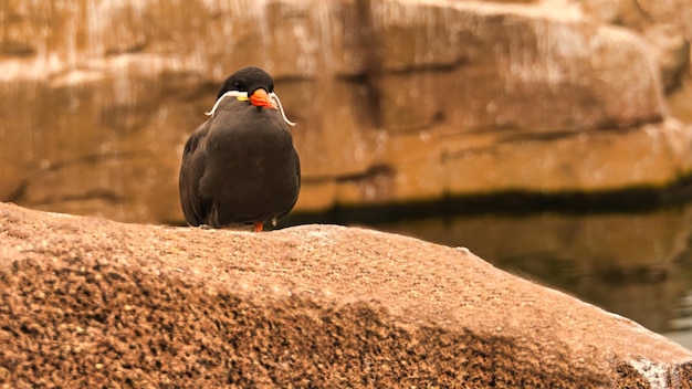 Инка-крачка — морская птица с серым оперением, красным клювом и мудрым пером на голове.