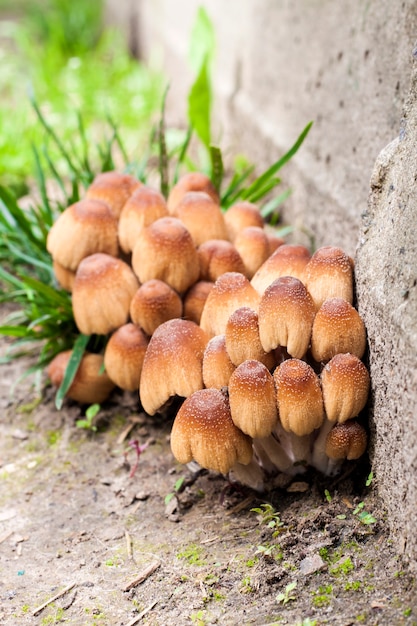 Photo inkcap mushrooms near concrete wall