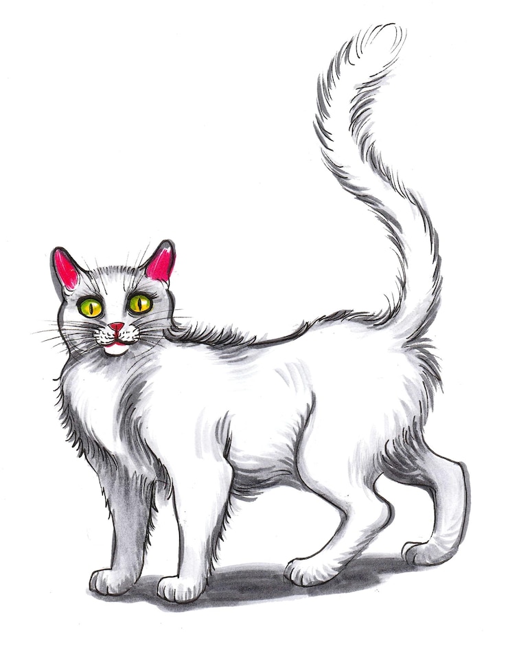 Foto inkt en waterverftekening van een witte kat