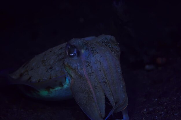 inktvissen onderwater / onderwaterwereld, zeeleven dieren in het wild duiken in de Stille Oceaan