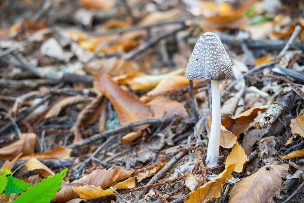 真っ黒な capcoprinus アガリ科のキノコが林床に生える